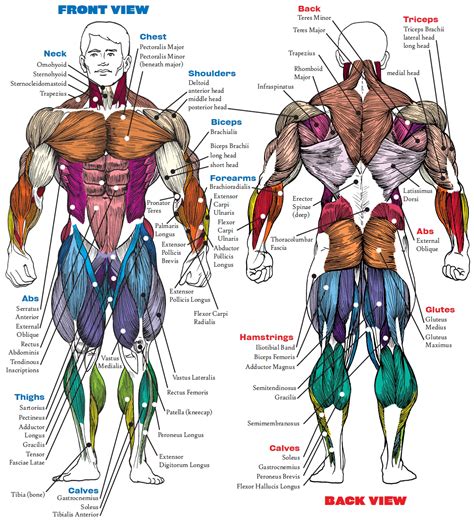 male muscle diagram